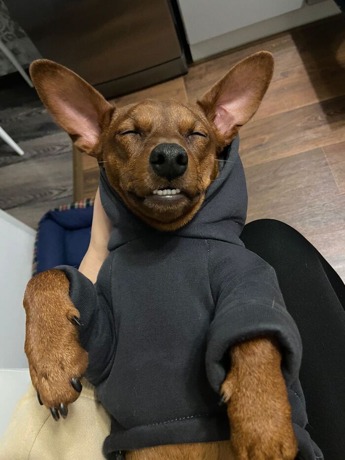 Собаку в кайф