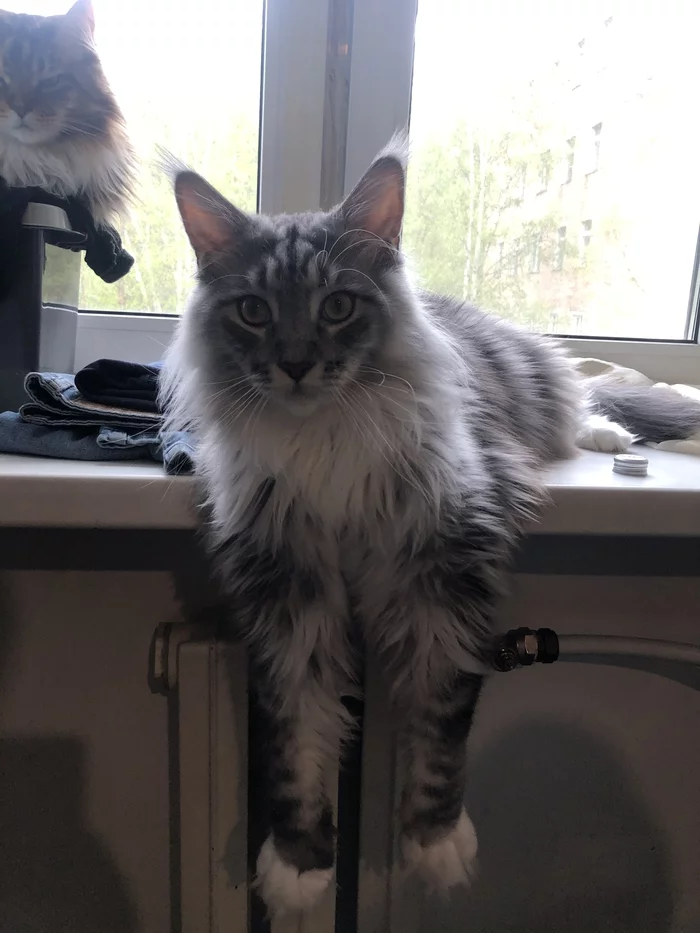 Very comfortably - My, cat, Maine Coon, Windowsill, Humor