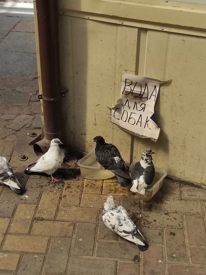 When you are a dove and you don't care - Pigeon, Drinking water