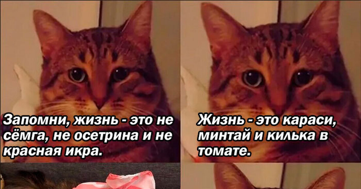 Котам рыбов. Коты мемы про рыбу. Мем с котами и рыбой. Мем про котиков и рыбу. Мем про Рыбов и котов оригинал.