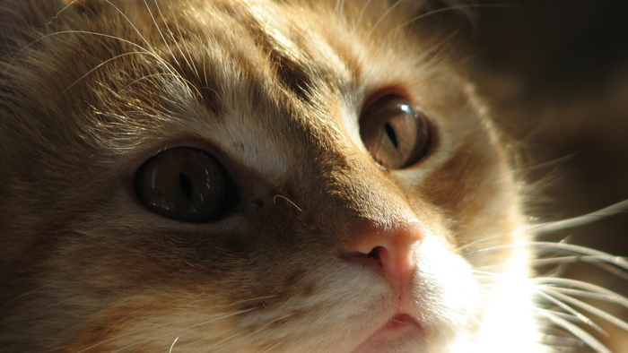 ����� ����