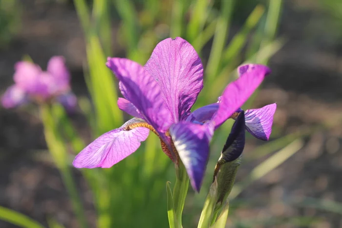 flower leaves - My, Beginning photographer, Canon, Street photography, Macro photography, Flora, Plants, Flowers, Longpost, The nature of Russia, beauty of nature