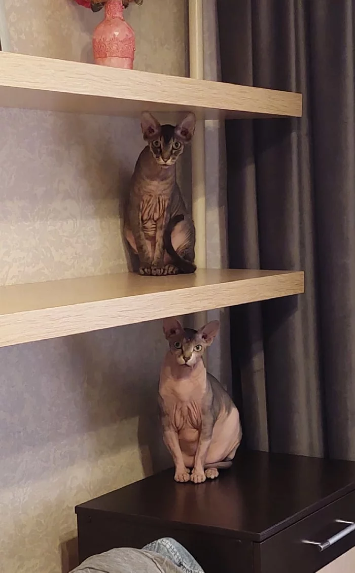 On the shelves - My, cat, Pets, Sphinx