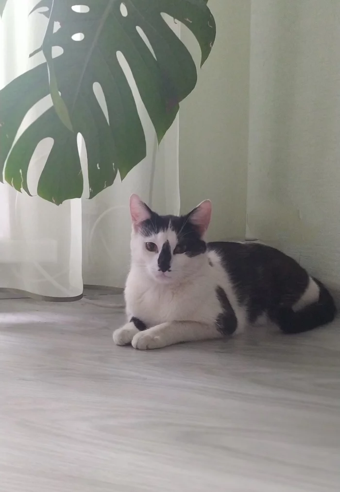 Filius. - My, No rating, In good hands, Minsk, cat, Minsk Oblast, Longpost, Helping animals