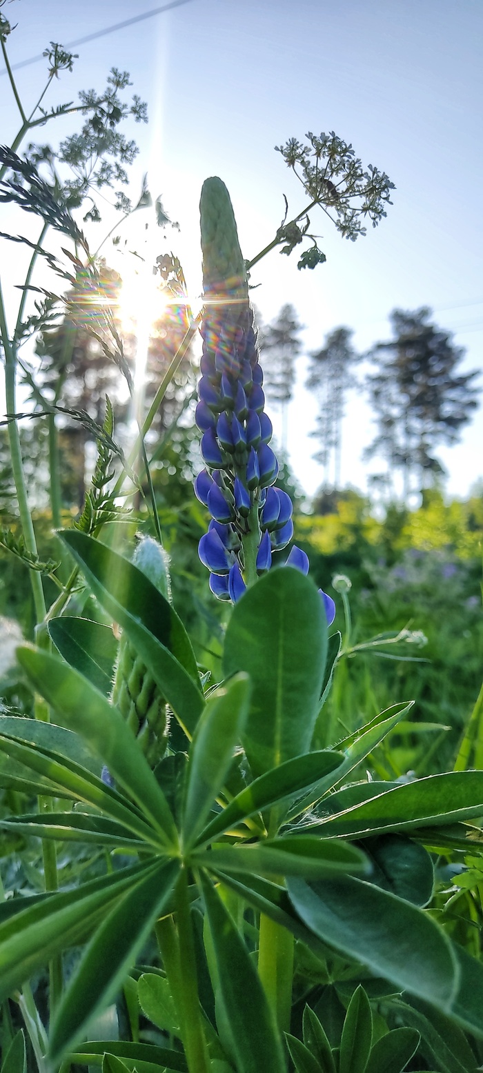 ��� ������ ��������