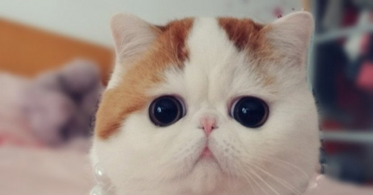Кот Снупи - самый милый кот в мире! ФОТО. ВИДЕО | Exotic shorthair cat, Snoopy cat, Exotic cats