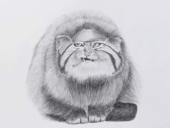 Reply to Manul's post - My, Pallas' cat, Tired of, Pencil drawing, Smoking, Gopniks, Reply to post