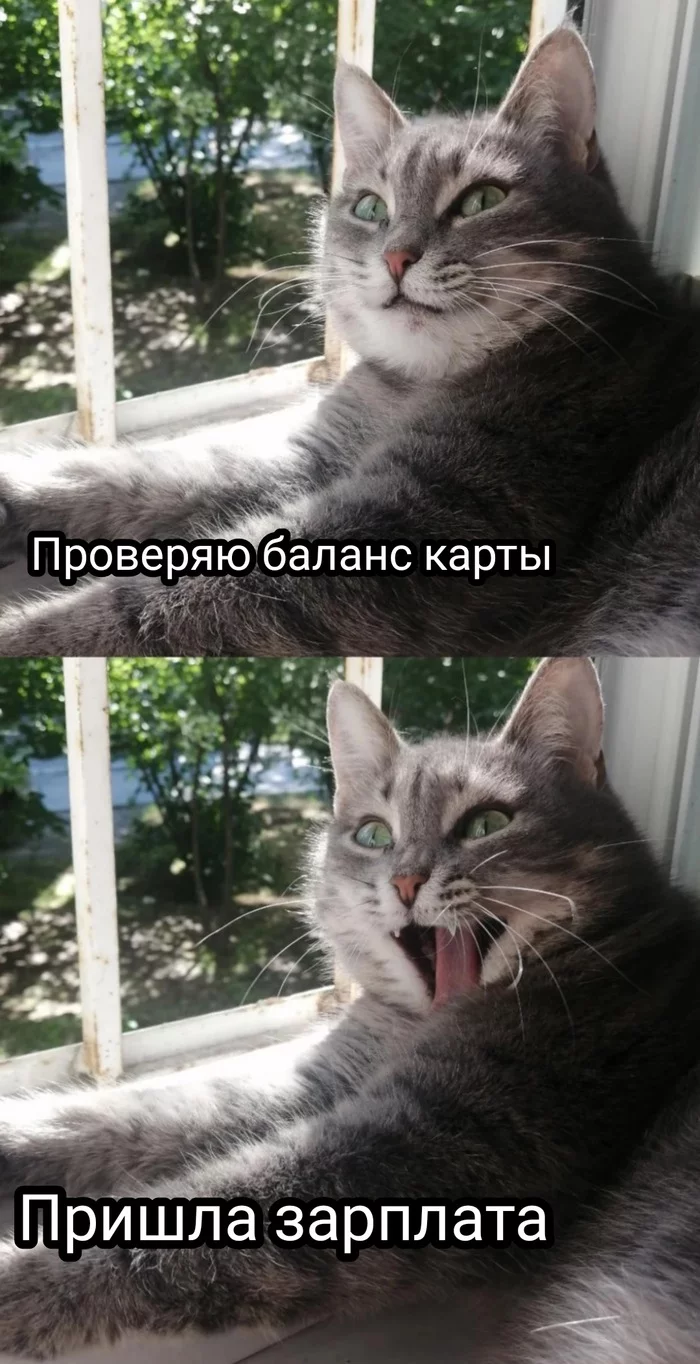 *придумайте свою надпись* - Моё, Кот, Радость, Зарплата