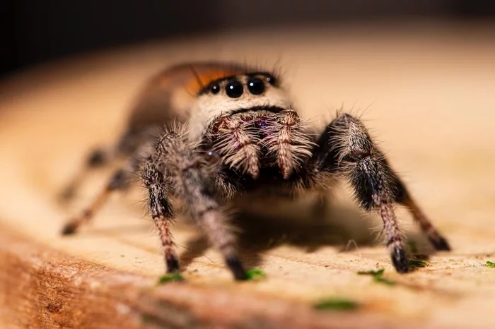 Reply to the post Spider Jumper - My, Macro photography, Spider, Jumping spider, Insects, Nature, The photo, Canon, Reply to post, Longpost