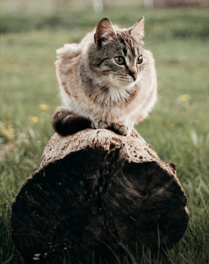 А где Чубайс?