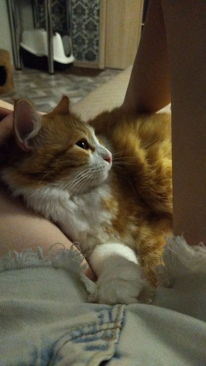 Kitty, cute kitty - My, cat, Redheads, Pets, Cosiness, Milota, Photo on sneaker