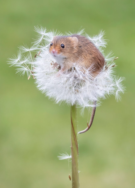 Mouse eats dandelion for breakfast - Mouse, Dandelion, Rodents, Wild animals, Funny animals, Great Britain, The photo, Around the world, Longpost
