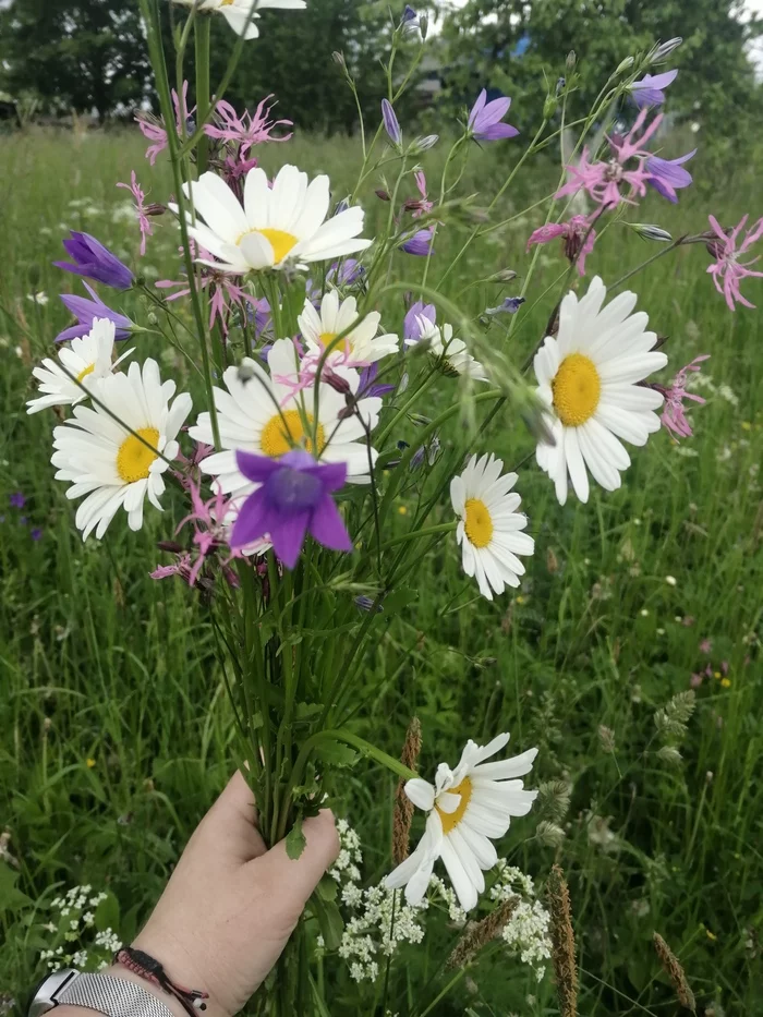 Just. I wanted to share - My, Bloom, Chamomile, Bells, Longpost, Bouquet, Wildflowers, The photo