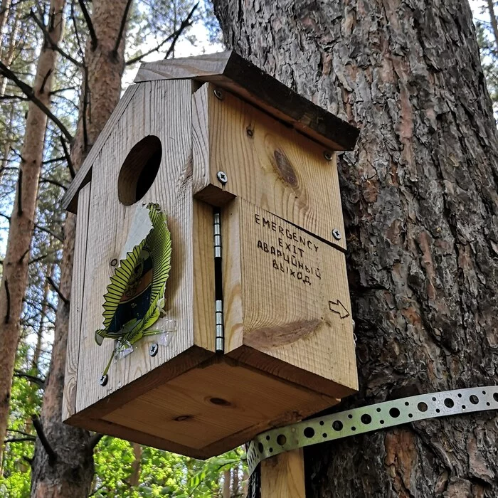 Emergency exit - My, Birdhouse, Emergency exit, The photo