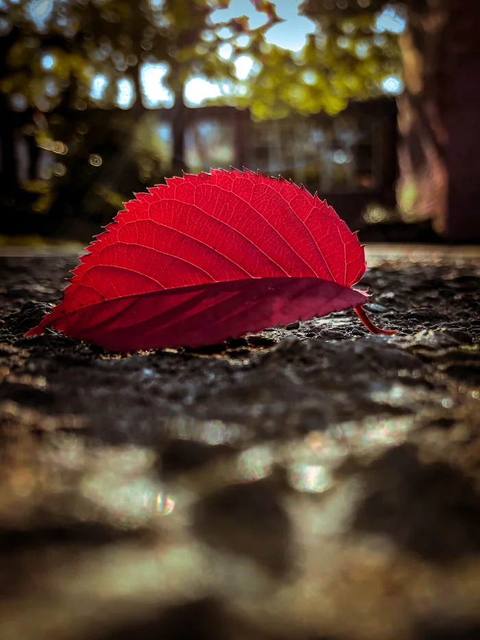 Autumn - My, The photo, Mobile photography, iPhone 8, Lightroom mobile, Autumn