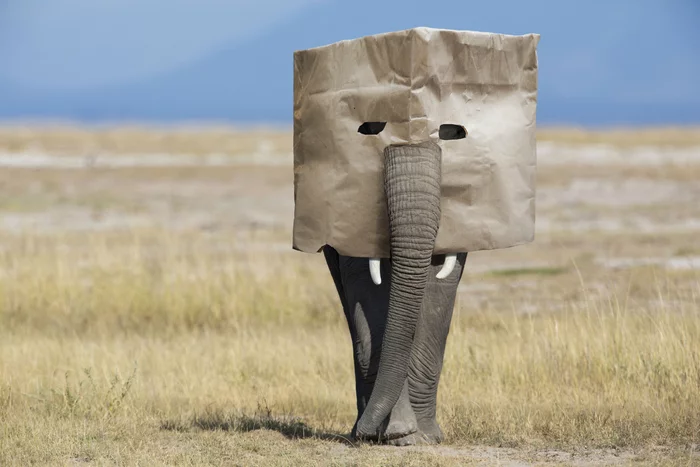 Elephant with a bag on his head - My, Humor, Strange humor, Elephants, Package, Anonymous, Animals, Wild animals, Photomanipulation