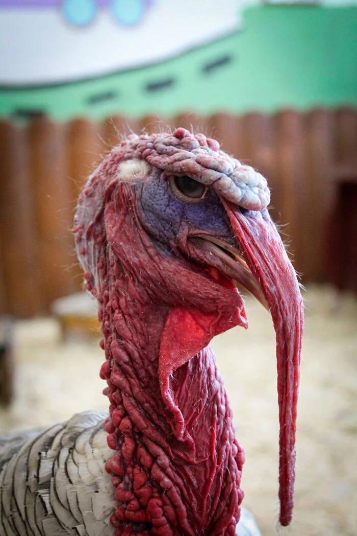 Mr Turkey - My, Turkey, Canon 1100d, Animals, The photo, Abomination