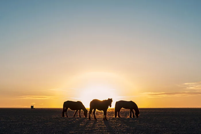 The team jumps into the world of the dead - Arkaim, Chelyabinsk region, Horses, Archaeological finds, Interment, Scientists, Bronze Age, Archaeologists, Archeology, Ritual, BC, Traditions, RAS, University, Pets, Longpost