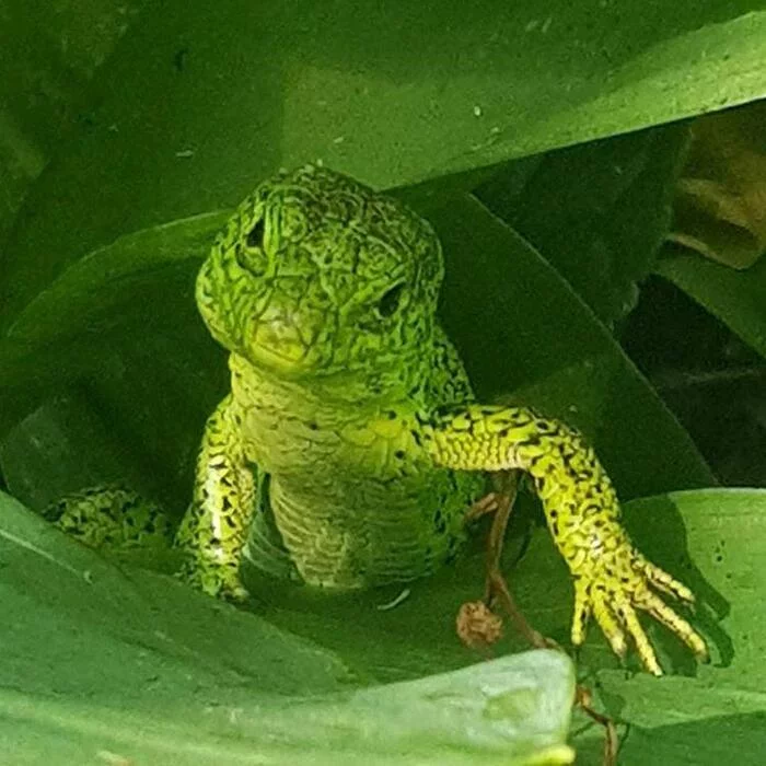 Response to the post Such a handsome man ran into my house - Lizard, Animals, Wild animals, Longpost, beauty of nature, Green, Reply to post, Reptiles