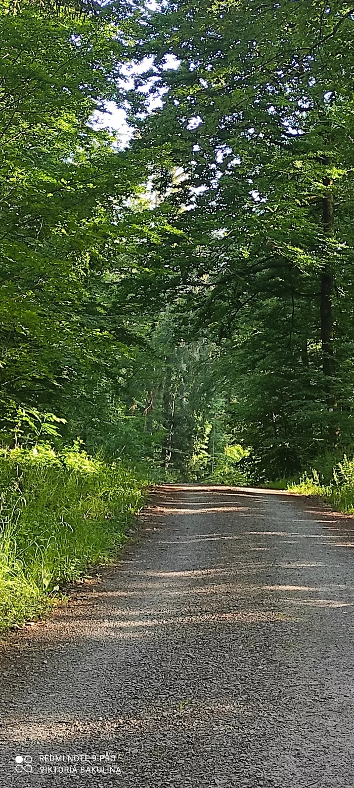 On a bike to a neighboring town through a forest path - My, Germany, Bike ride, Relaxation, Walk in the woods, Longpost