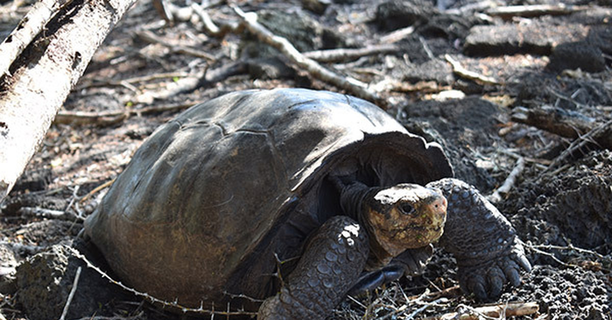 Череп галапагосской черепахи. Галапагосская черепаха. Черепаха гигантский Галапагос. Галапагосские острова черепахи. Черепаха Фернандина.