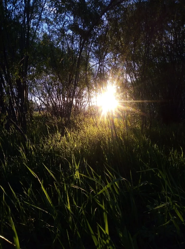 Light - My, Mobile photography, The sun, Grass, Sky