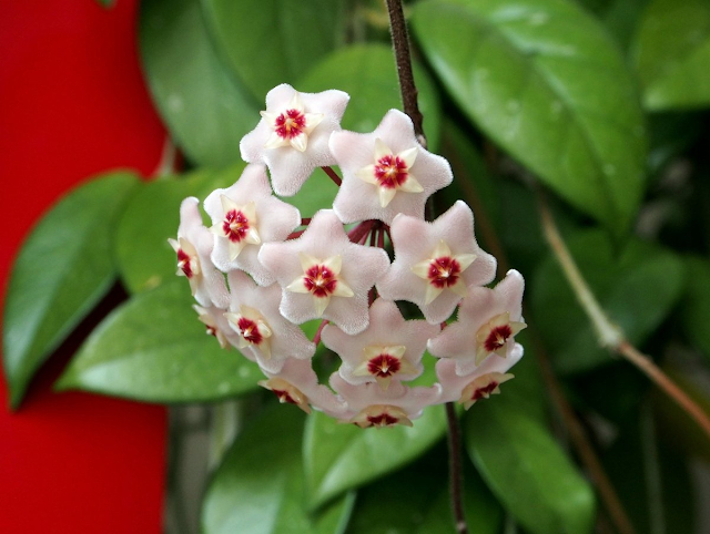 Hoya Meaty - My, Plants, Garden, Flowers, Macro photography, Hoya