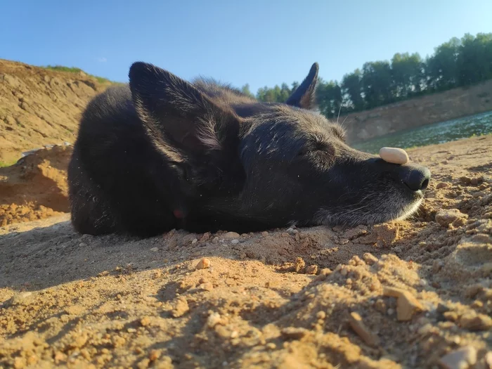 Finally summer - My, Dog, Summer, Beach, Relaxation, Career, Mobile photography, Cur