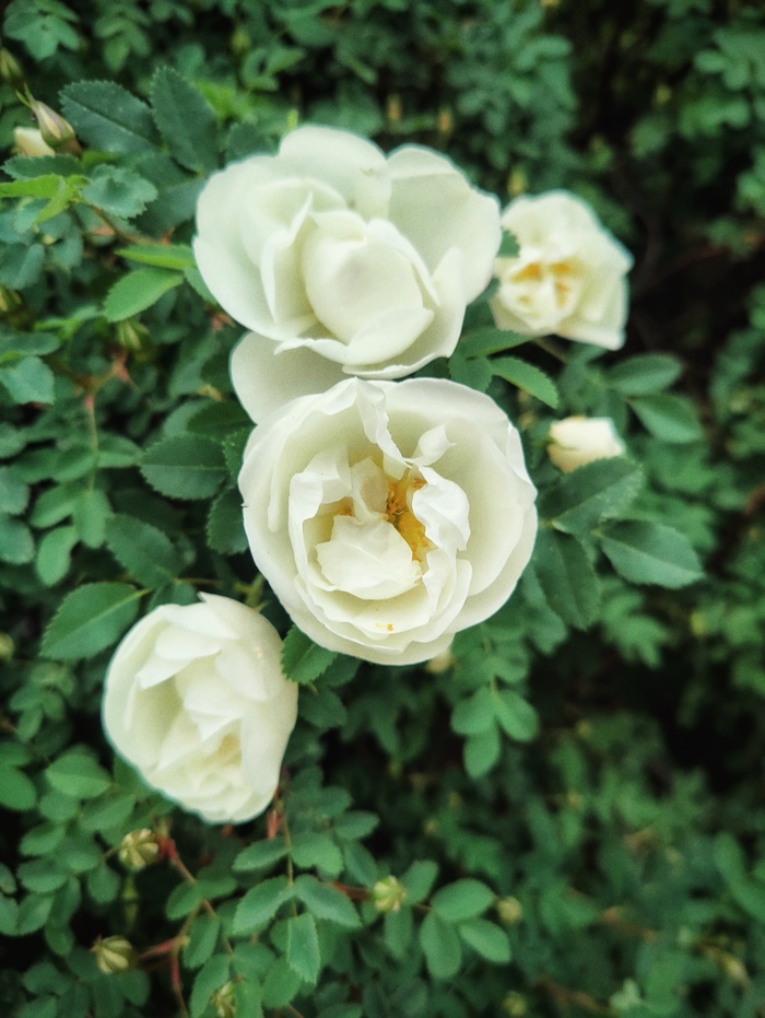 ������ �����