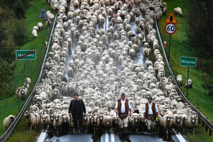 Redyk: autumn march of Polish shepherds - Sheeps, Poland, Autumn, Return, Holidays, Tatra Mountains, Shepherd, Pets, The photo, Around the world