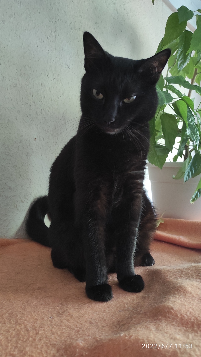 Каджит подозревака