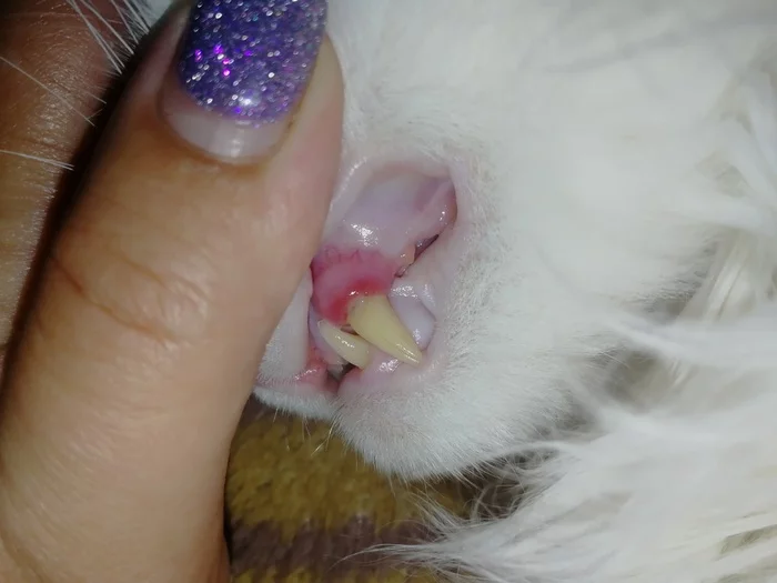 Peekaboo help! - My, cat, Veterinary, Help, Teeth, Gum, Question, Longpost