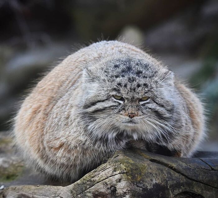 Кость широкая