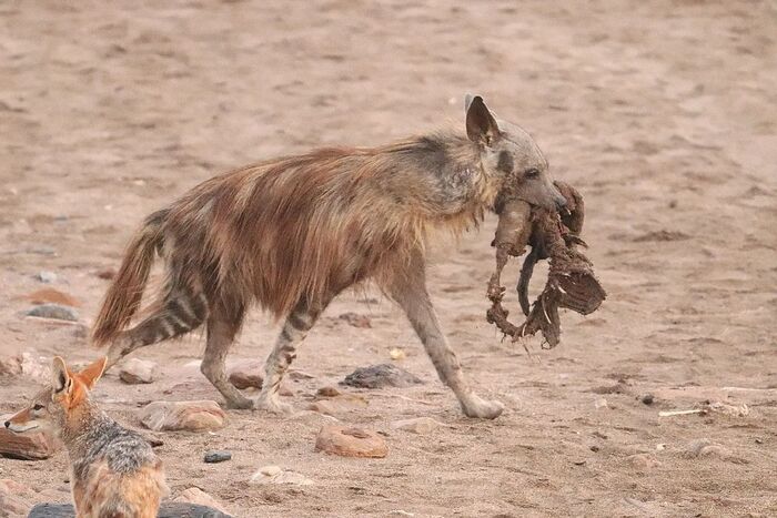 Nothing but food - Hyena, Brown hyena, Predatory animals, Wild animals, wildlife, Namibia, South Africa, The photo, Remains, Jackal, Canines