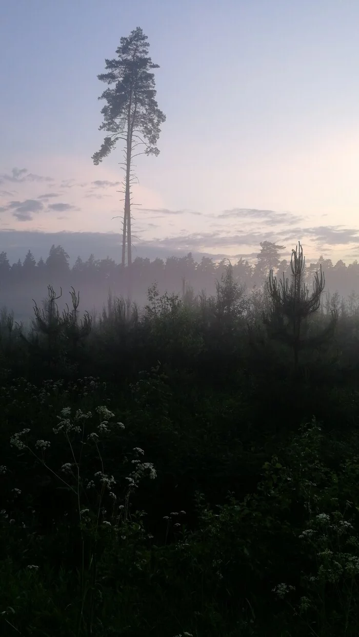 After the rain - Nature, beauty of nature, Fog, Longpost