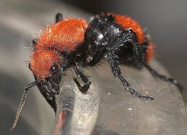 Velvet ants - Animals, Amazing, Nature