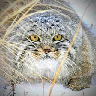 manul - Pallas' cat, Cat family, Wild animals, Predatory animals, Small cats, The photo