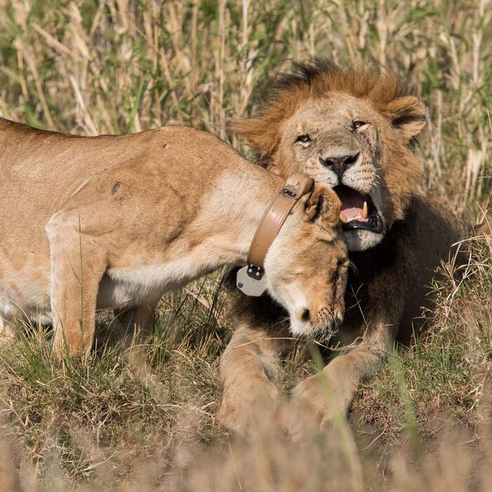 Милый, смотри, какая прелесть