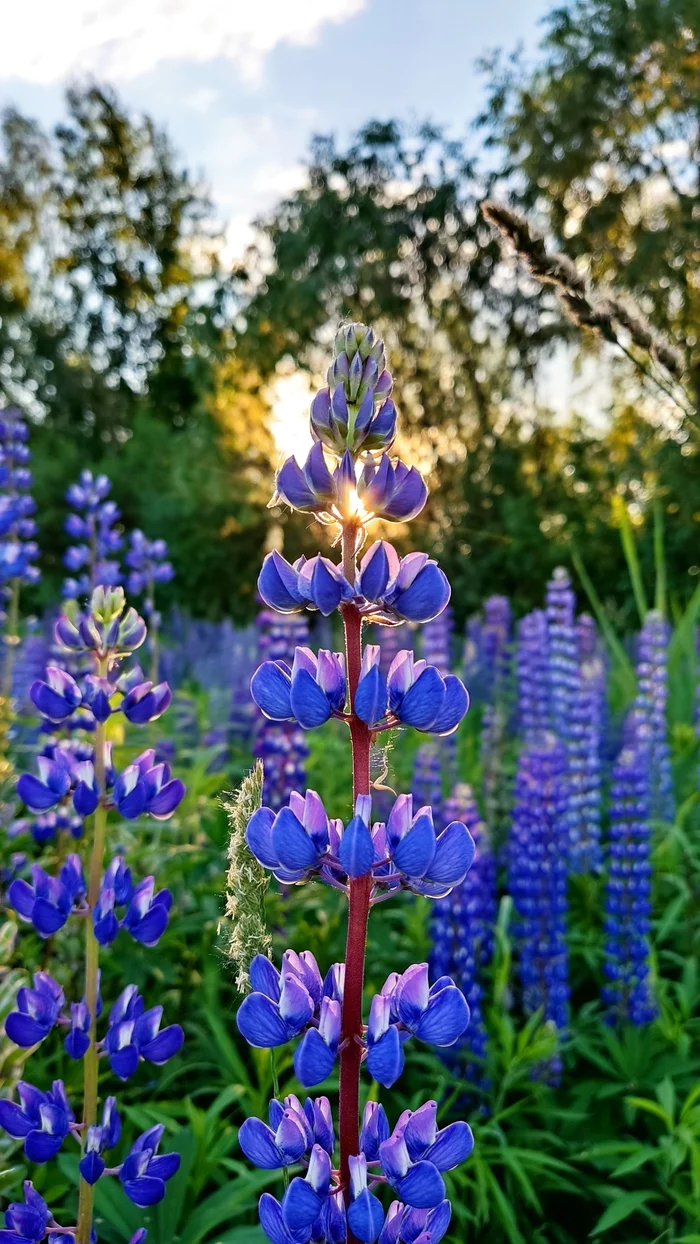 Lupin, aka wolf bean - My, Mobile photography, The photo, Lupine, Sunset, Flowers, Summer