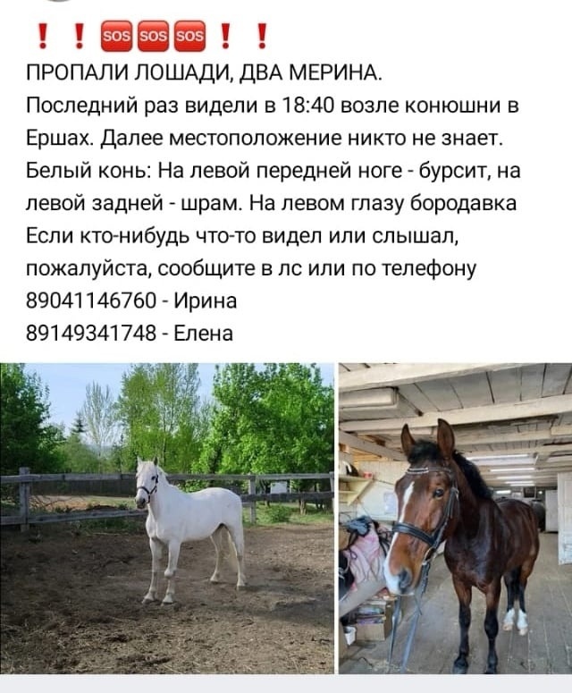 IRKUTSK, HORSES STOLEN! - My, Horses, Theft, Help, No rating, Irkutsk, Screenshot