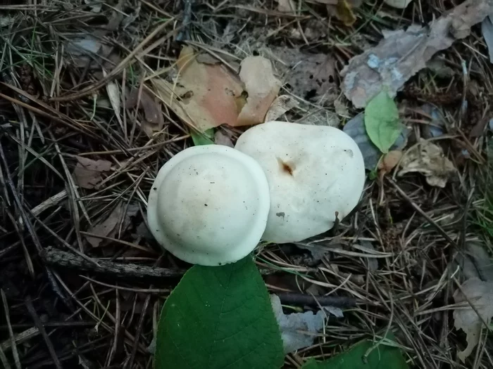 Dumplings ripened in the forest! - Mushrooms, Dumplings, Similarity, It seemed