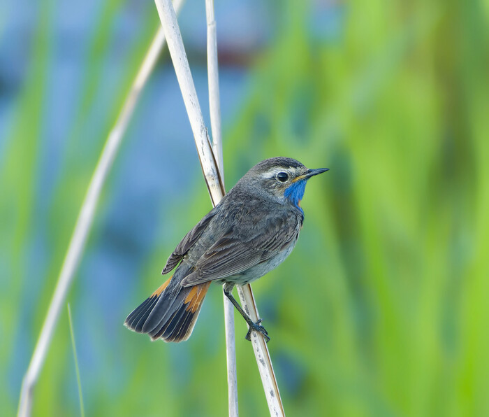 Возвращение речного соловья