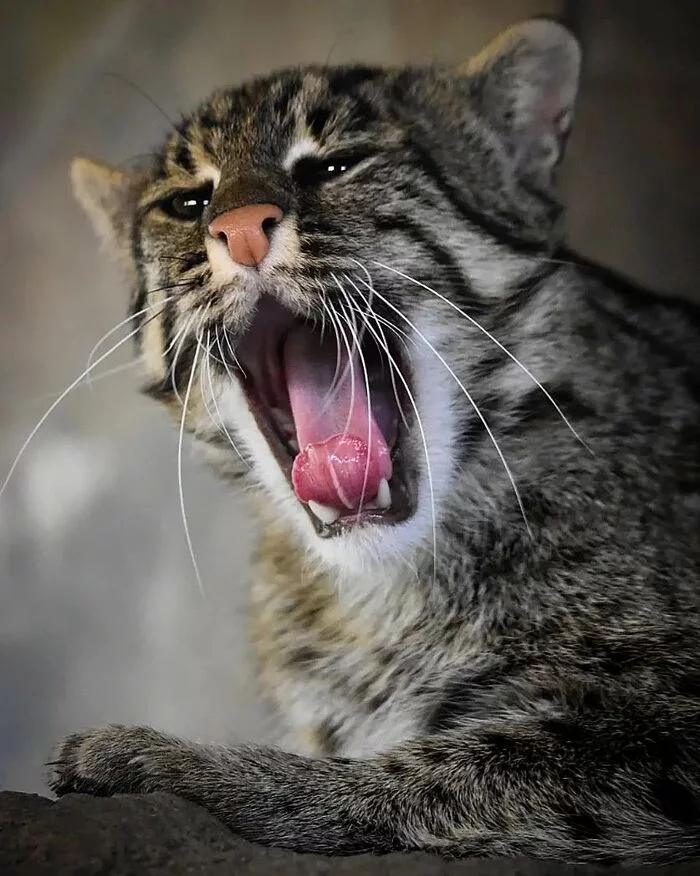 Cat-fisherman - Fishing Cat, Small cats, Cat family, Predatory animals, Rare view, Wild animals, Zoo, The photo, Yawn, Longpost