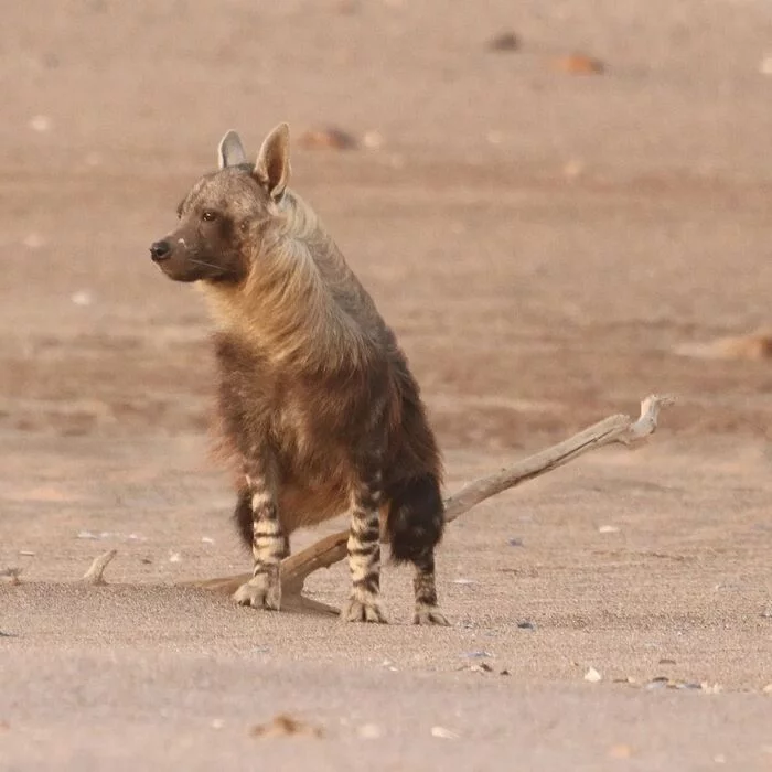 You need to mark your territory. - Hyena, Brown hyena, Predatory animals, Wild animals, wildlife, Namibia, South Africa, The photo