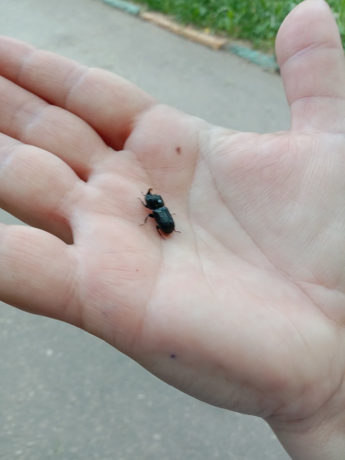 Летающие носороги тоже ничего не видят Природа, Мобильная фотография, Жуки