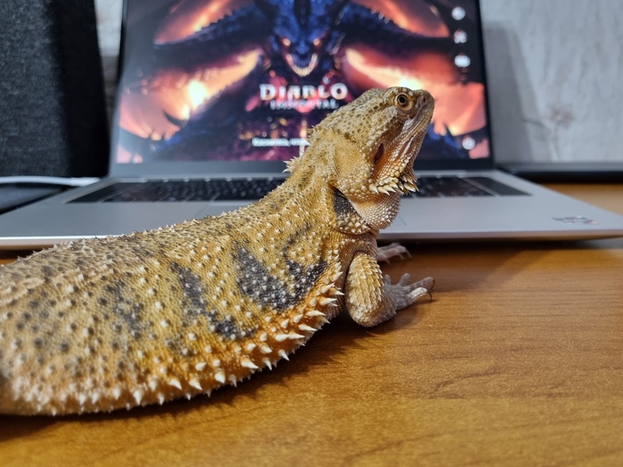 ��� ����� ������