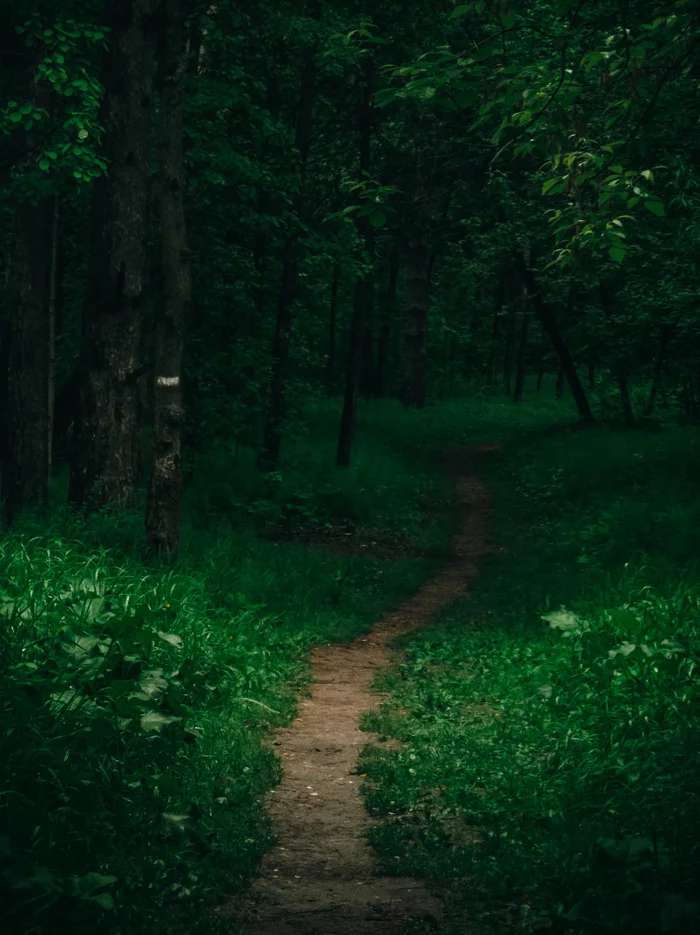 Road in the forest - My, The photo, Sony xperia, Forest, Nature, beauty of nature, Longpost