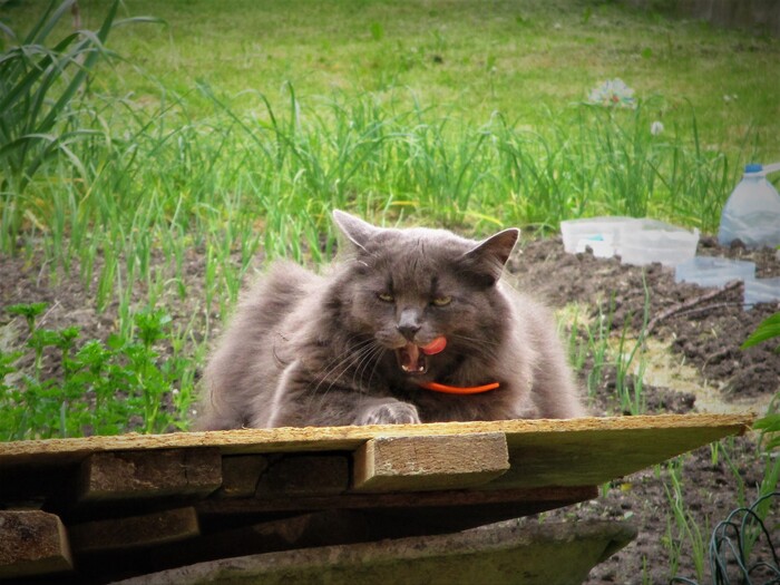 Ася осерчала