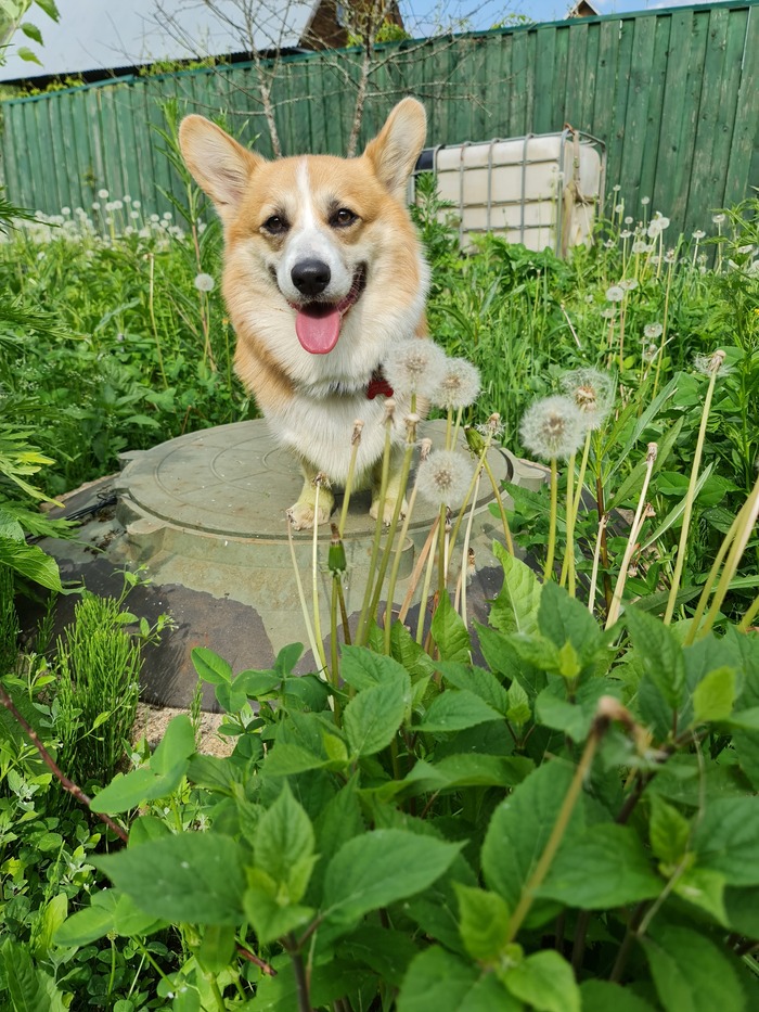 ����������� � �������