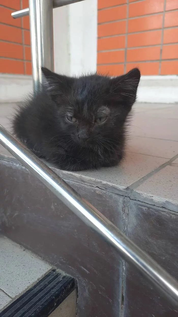 Little kitten needs a home!!! - cat, No rating, Pets, Good league, Kindness, In good hands, Mytischi, Moscow